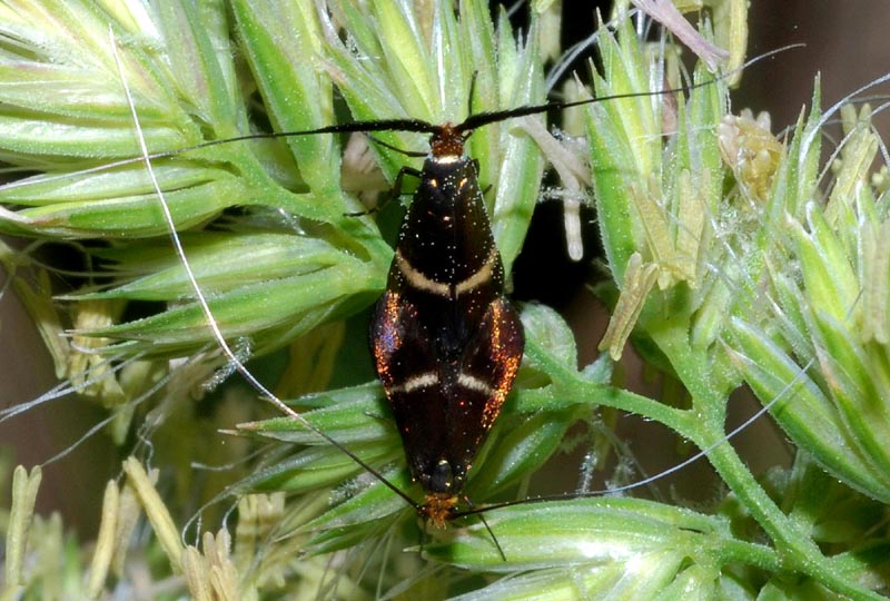 Adelidae da confermare - Adela australis